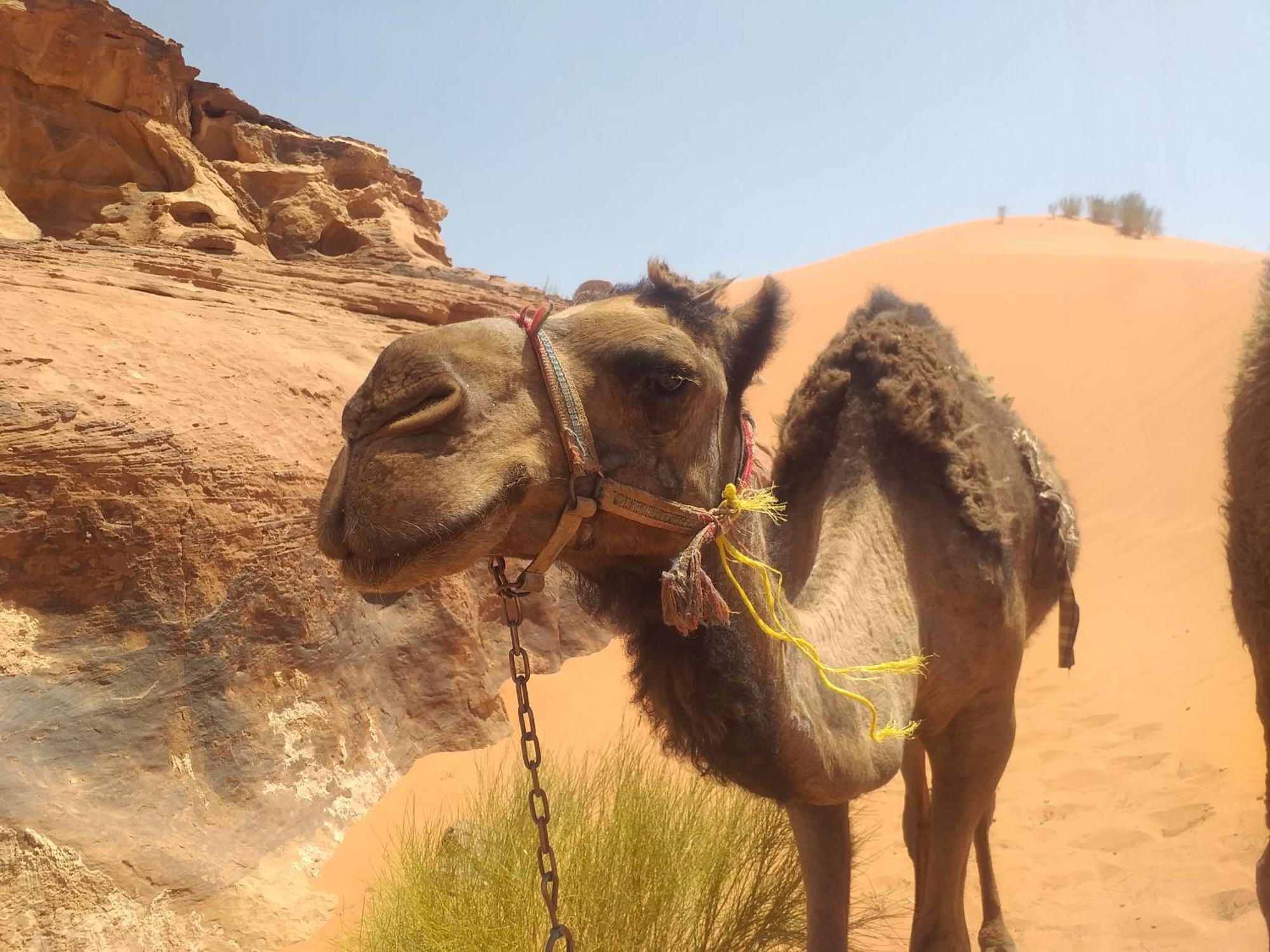 Wild Of Wadi Rum Luaran gambar