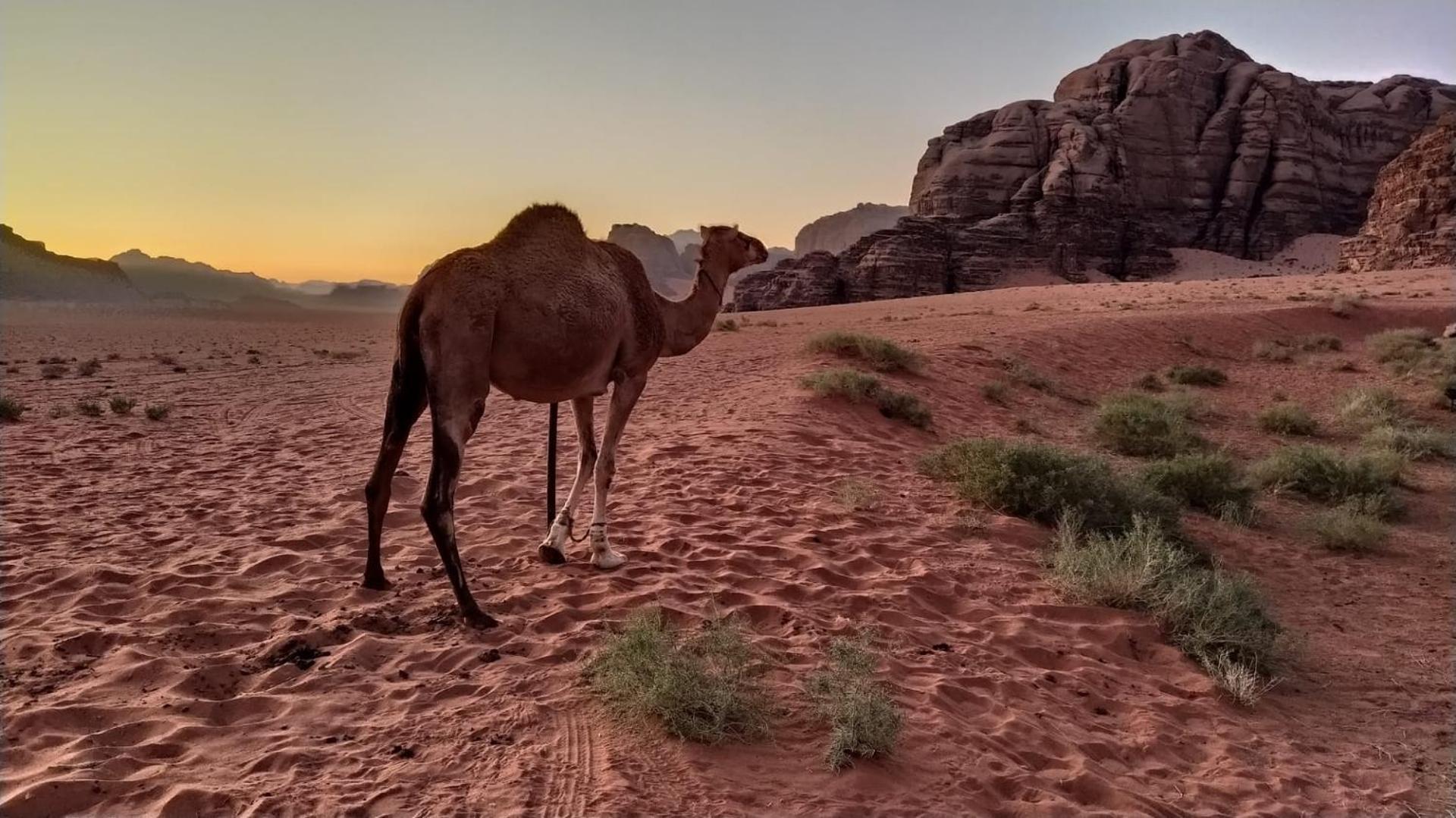 Wild Of Wadi Rum Luaran gambar