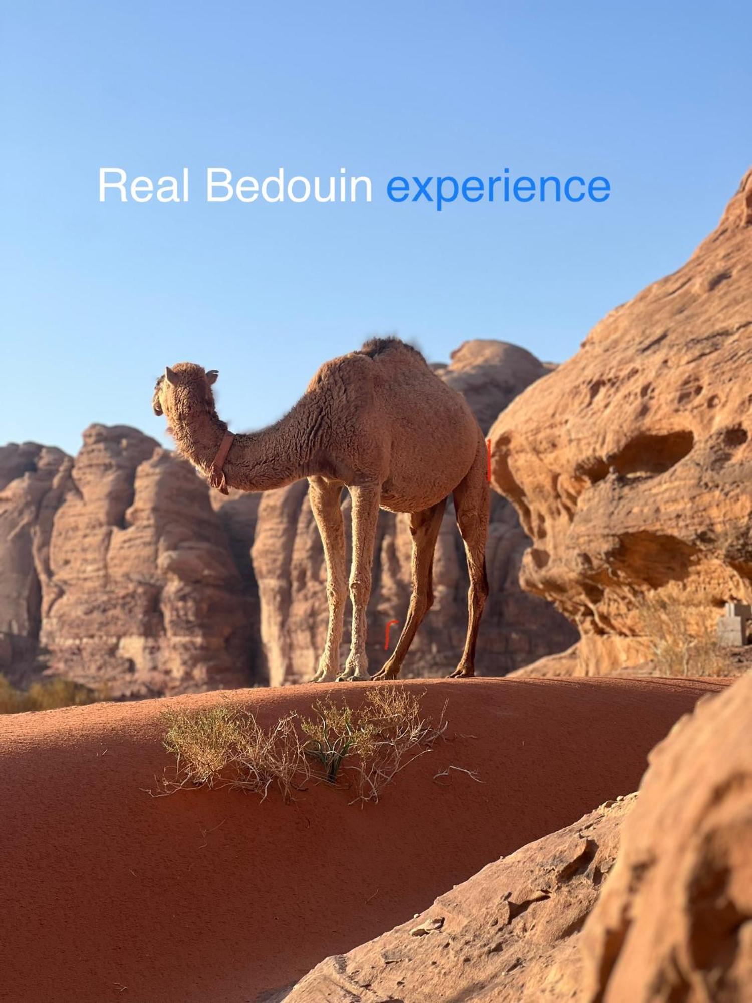 Wild Of Wadi Rum Luaran gambar